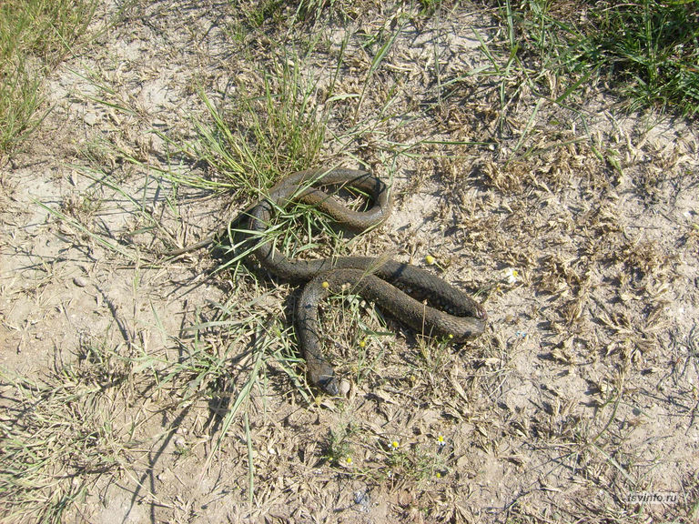Атака змеи, июнь 2009