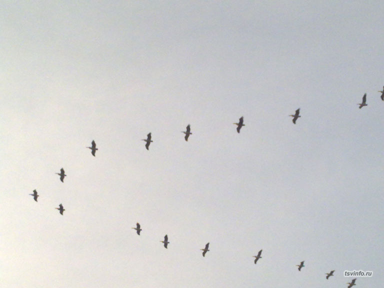Пеликаны на лиманах