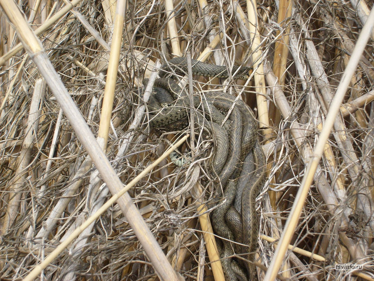 Змеи, апрель 2012