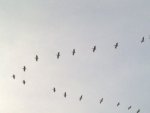 Пеликаны, январь 2010